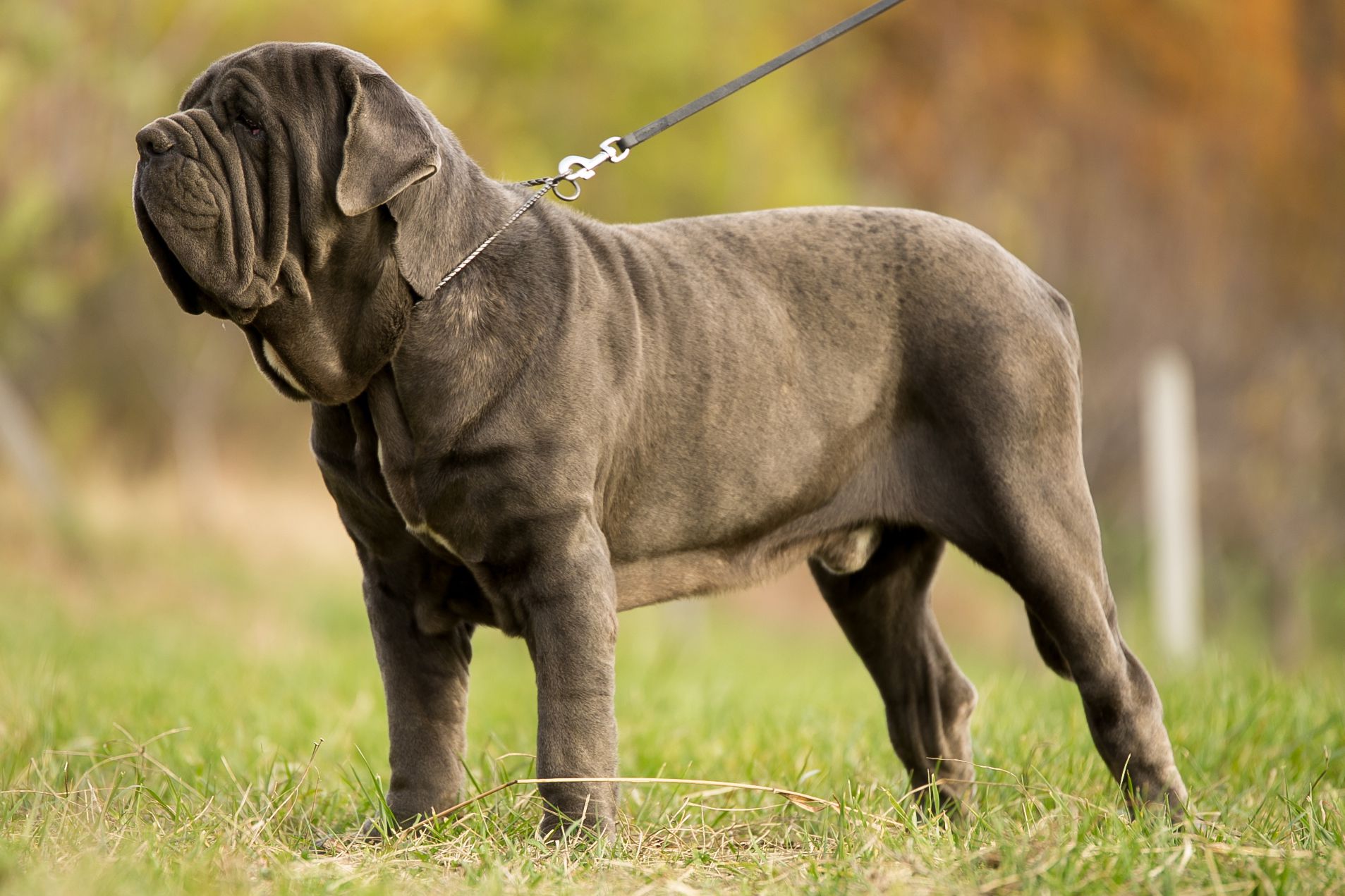  نژاد ماستیف ناپولیتن (Neapolitan Mastiff)